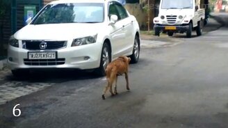 10 невероятных спасений животных - смотреть видео (7:36)