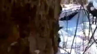 Разбудили медведя внутри ствола - смотреть видео (2:43)