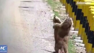 Танго двух сурков - смотреть видео (0:15)