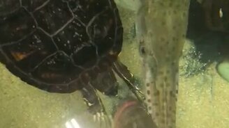 Черепаха тянется к рыбе - смотреть видео (0:11)