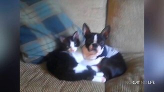 Весёлые и милые друзья-зверушки - смотреть видео (10:13)