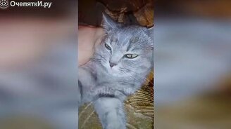 Смешные до слёз котики - смотреть видео (9:50)