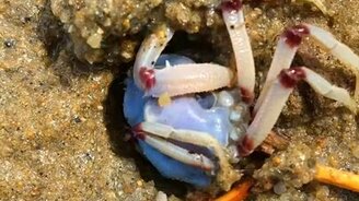 Как прячется голубой краб - смотреть видео (0:10)