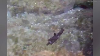 Причудливый морской заяц - смотреть видео (0:19)