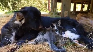 Такие прикольные котятки - смотреть видео (10:11)