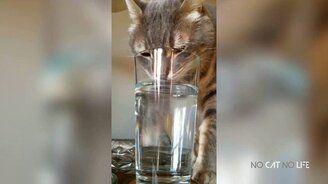 Смешные, милые и чудные котята и кошки - смотреть видео (12:36)