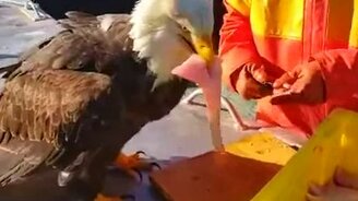 Наглый орлан и рыба - смотреть видео (0:48)