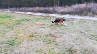 Овчарка и котёнок резвятся - смотреть видео (0:35)