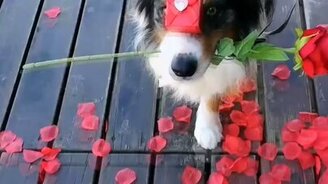 Романтичное предложение от собаки - смотреть видео (0:39)