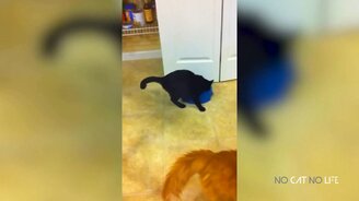 Милые и юморные кошки - смотреть видео (10:28)