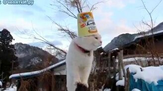 Вожак на заборе - смотреть видео (0:17)