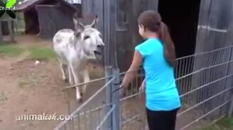 Девочка здоровается с ослом - смотреть видео (0:30)