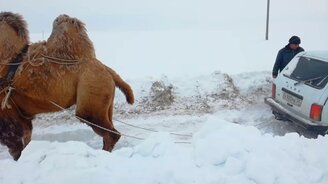 Верблюд вытягивает "Ниву" - смотреть видео (0:46)