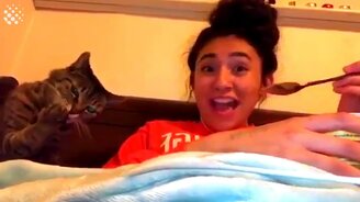 Придурковатые поступки кошек - смотреть видео (3:38)