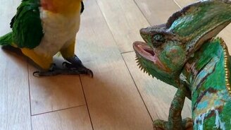 Попугай против хамелеона - смотреть видео (0:27)