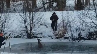 Спасение оленёнка из озера - смотреть видео (6:08)