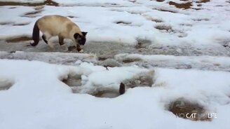 Приколы с невероятными кошками - смотреть видео (10:12)