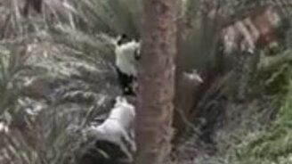 Козы на пальме - смотреть видео (0:24)