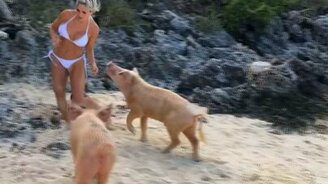 Удар носом в попу по-свински - смотреть видео (0:18)