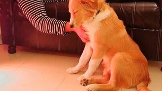 Человек, гладь меня! - смотреть видео (0:20)