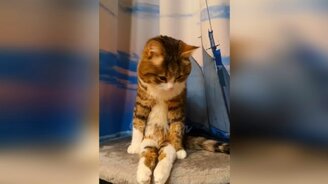 Прикольные кошки и задорные коты - смотреть видео (11:05)