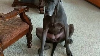 Забавное почёсывание - смотреть видео (0:12)