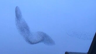 Перелётные птицы парят стаей - смотреть видео (3:12)