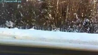 ГАИ в берлоге - смотреть видео (0:25)