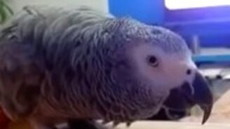 Ромочка, почухай! - смотреть видео (1:13)