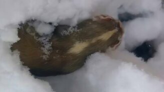 Хорёк и сугробы - смотреть видео (1:12)