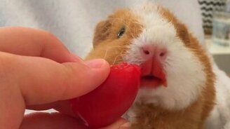 Давай еду, давай еду! - смотреть видео (0:09)