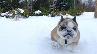 Бульдоги против сугробов - смотреть видео (0:34)