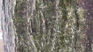 Дерево тает изнутри - смотреть видео (1:19)