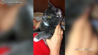 Весёлая подборка с котиками - смотреть видео (10:00)