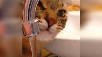 Смешные кошки-питомцы - смотреть видео (10:57)