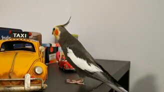 Попугай насвистывает музыку - смотреть видео (0:42)