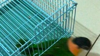 Побег попугаев - смотреть видео (0:18)