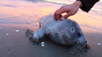 Привет, малыш тюлень! - смотреть видео (0:26)