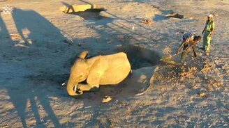 Спасение слонёнка из ямы - смотреть видео (4:18)