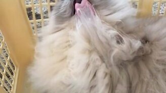 Когда у тебя шершавый язык и длинная шерсть - смотреть видео (0:14)