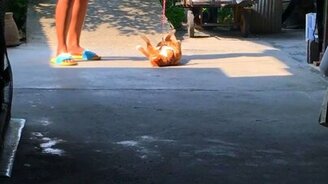 Кот, который сдался - смотреть видео (0:26)