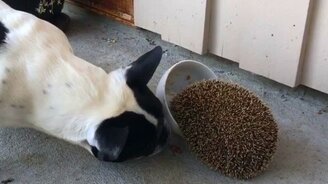 Ёжик, оставь хоть немножко! - смотреть видео (1:00)