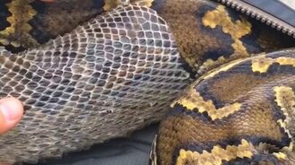 Питон стал, как новенький - смотреть видео (3:19)