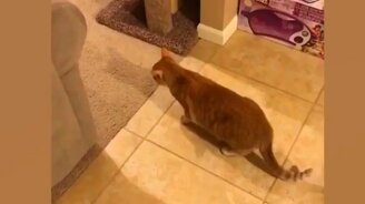 Зачем заводить кота - смотреть видео (3:03)