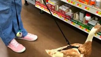 Знакомство с домашней уткой - смотреть видео (0:35)