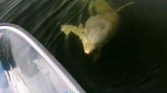 Игривый дельфин - смотреть видео (0:50)