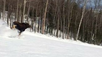 Сноубордист встретил лося - смотреть видео (0:28)
