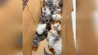 Приколы с котами, кошками - смотреть видео (11:08)