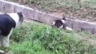 Давай помогу тебе! - смотреть видео (0:31)