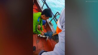 Спасение черепашки из сетей - смотреть видео (1:34)